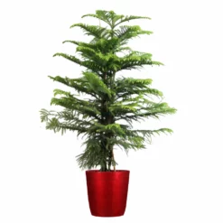 Fast Growing Trees Pine Trees Norfolk Island Pine Tree