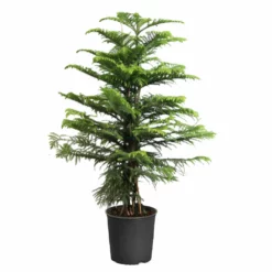 Fast Growing Trees Pine Trees Norfolk Island Pine Tree