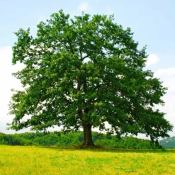 Fast Growing Trees Northern Red Oak Tree Oak Trees