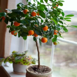 Fast Growing Trees Shop Indoor & Patio Fruit Nules Clementine Tree - USDA Organic 8 Fast Growing Trees Shop Indoor & Patio Fruit Nules Clementine Tree - USDA Organic