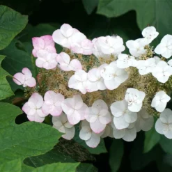 Fast Growing Trees Oakleaf Hydrangea Shrub