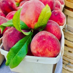 Fast Growing Trees Peach Trees O'Henry Peach Tree