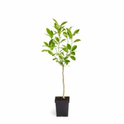 Fast Growing Trees Citrus Trees Calamondin Tree 13 Fast Growing Trees Citrus Trees Calamondin Tree