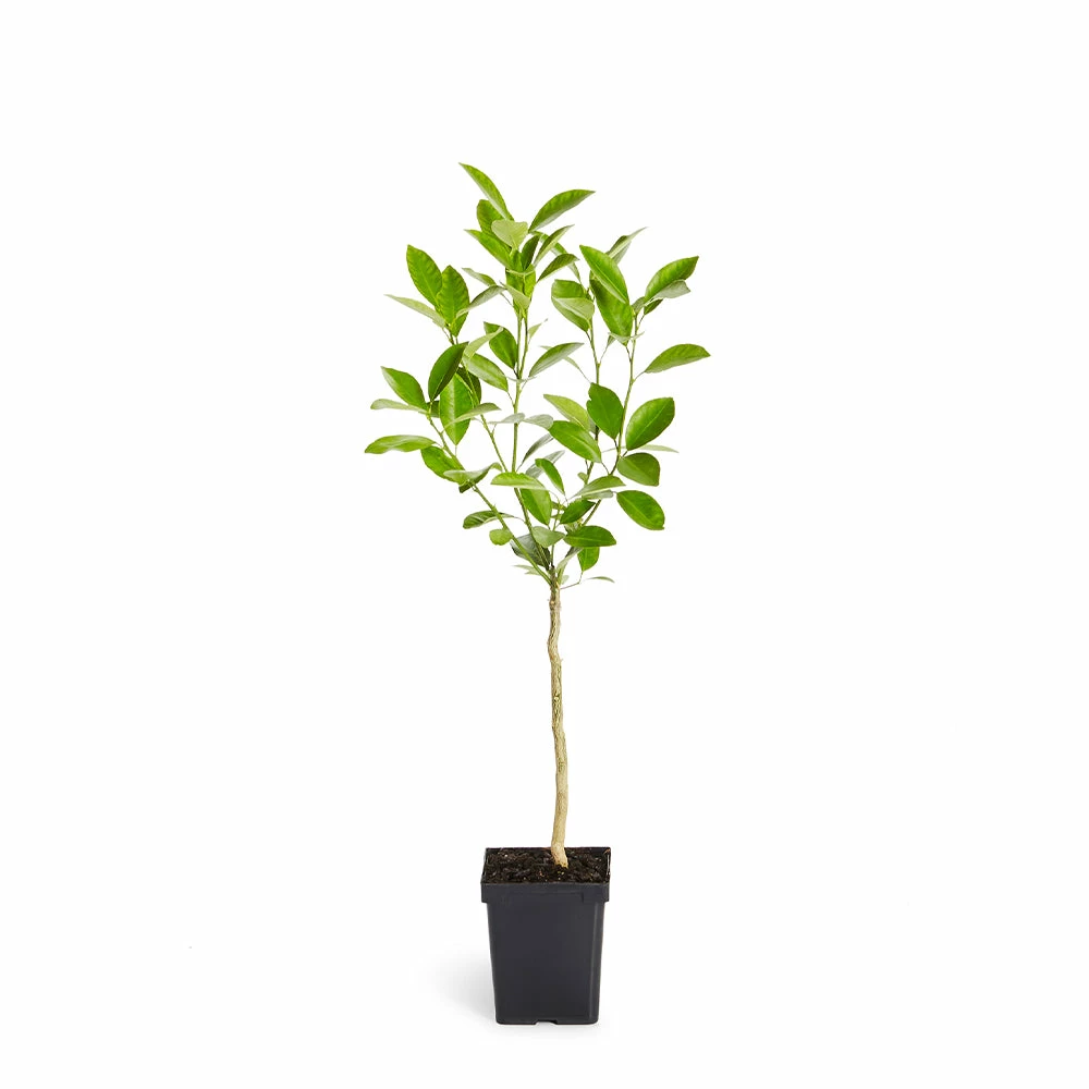 Fast Growing Trees Citrus Trees Calamondin Tree 8 Fast Growing Trees Citrus Trees Calamondin Tree