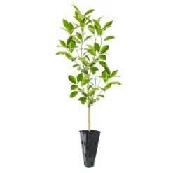 Fast Growing Trees Citrus Trees Calamondin Tree 12 Fast Growing Trees Citrus Trees Calamondin Tree