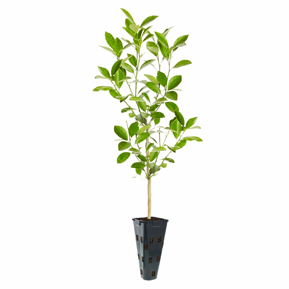 Fast Growing Trees Citrus Trees Calamondin Tree 7 Fast Growing Trees Citrus Trees Calamondin Tree