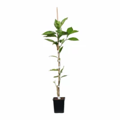 Fast Growing Trees Valencia Orange Tree Citrus Trees