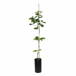 Fast Growing Trees Valencia Orange Tree Citrus Trees