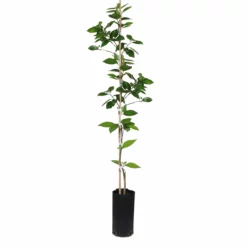 Fast Growing Trees Valencia Orange Tree Citrus Trees