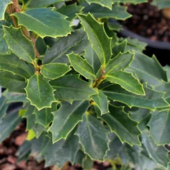 Fast Growing Trees Holly Trees Oak Leaf™ Holly Tree
