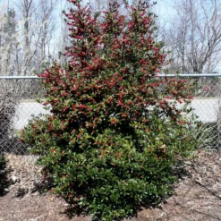 Fast Growing Trees Holly Trees Oak Leaf™ Holly Tree