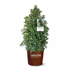 Fast Growing Trees Oakland® Holly Tree 9 Fast Growing Trees Oakland® Holly Tree