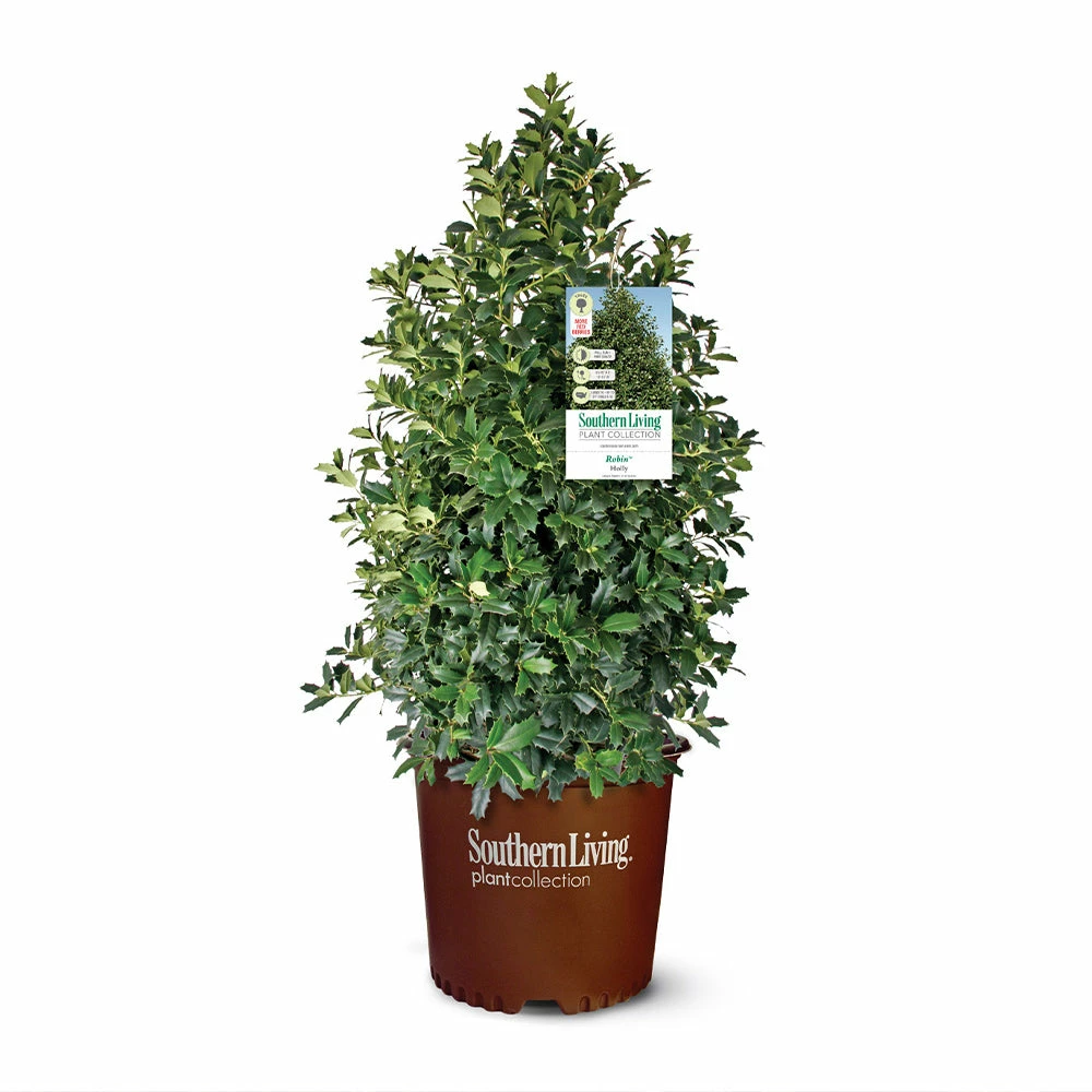 Fast Growing Trees Oakland® Holly Tree 5 Fast Growing Trees Oakland® Holly Tree