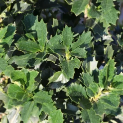 Fast Growing Trees Oakland® Holly Tree 10 Fast Growing Trees Oakland® Holly Tree