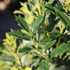 Fast Growing Trees Oakland® Holly Tree 11 Fast Growing Trees Oakland® Holly Tree