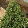Fast Growing Trees Oakland® Holly Tree