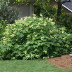 Fast Growing Trees Oakleaf Hydrangea Shrub