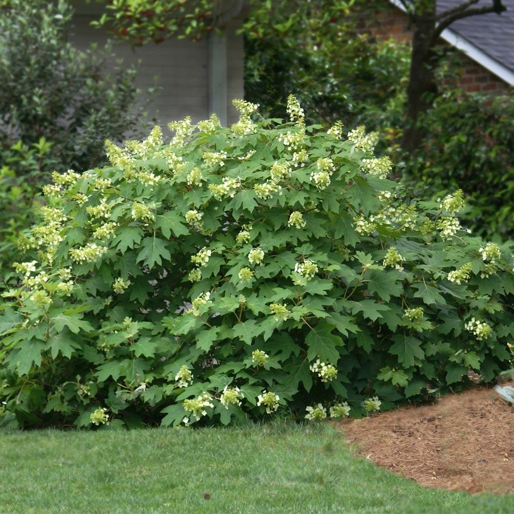 Fast Growing Trees Oakleaf Hydrangea Shrub 4 Fast Growing Trees Oakleaf Hydrangea Shrub