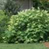 Fast Growing Trees Oakleaf Hydrangea Shrub