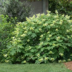 Fast Growing Trees Oakleaf Hydrangea Shrub