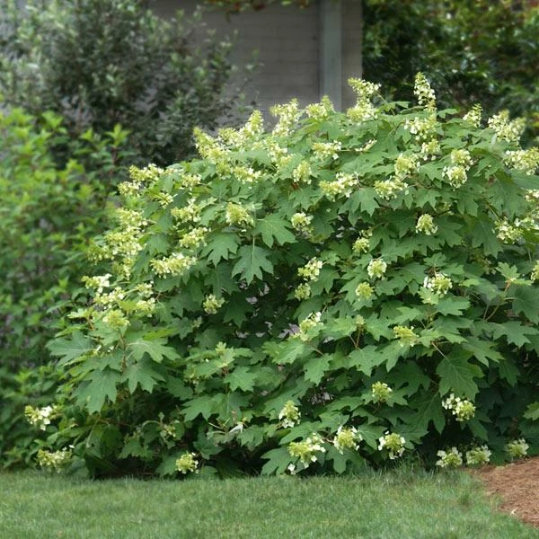 Fast Growing Trees Oakleaf Hydrangea Shrub 3 Fast Growing Trees Oakleaf Hydrangea Shrub