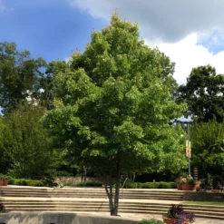 Fast Growing Trees Maple Trees October Glory Red Maple Tree 10 Fast Growing Trees Maple Trees October Glory Red Maple Tree