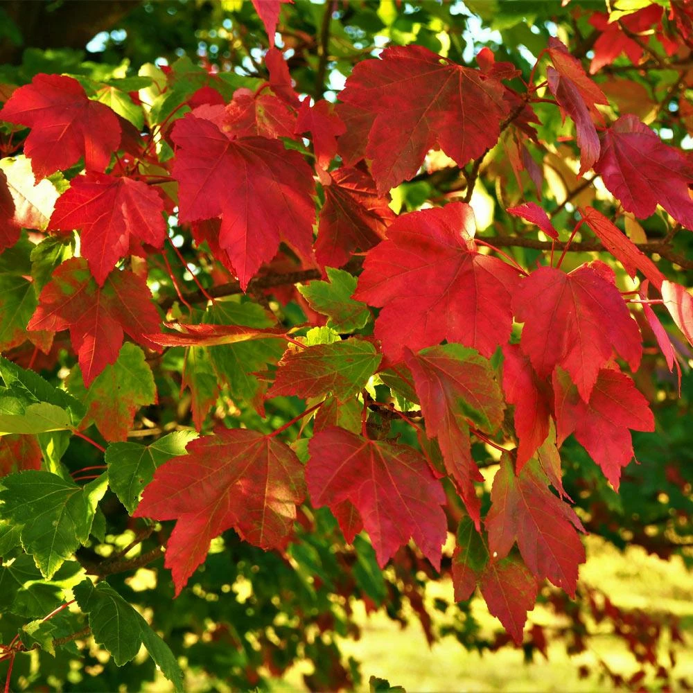 Fast Growing Trees Maple Trees October Glory Red Maple Tree 5 Fast Growing Trees Maple Trees October Glory Red Maple Tree