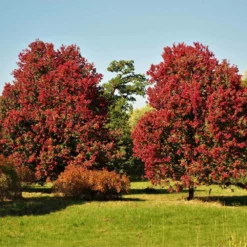 Fast Growing Trees Maple Trees October Glory Red Maple Tree