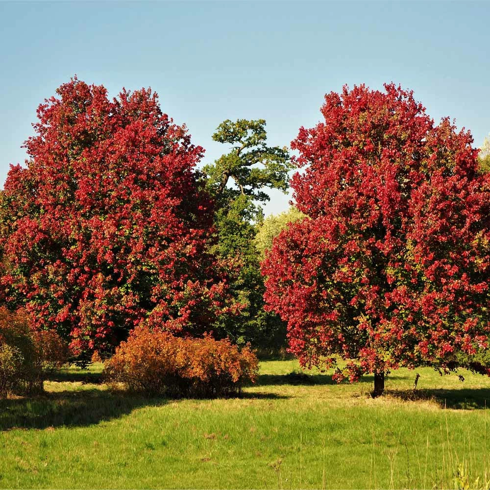 Fast Growing Trees Maple Trees October Glory Red Maple Tree 4 Fast Growing Trees Maple Trees October Glory Red Maple Tree