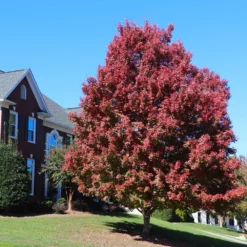Fast Growing Trees Maple Trees October Glory Red Maple Tree 11 Fast Growing Trees Maple Trees October Glory Red Maple Tree