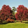 Fast Growing Trees Maple Trees October Glory Red Maple Tree