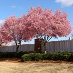 Fast Growing Trees Okame Cherry Tree 13 Fast Growing Trees Okame Cherry Tree