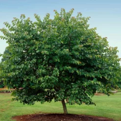 Fast Growing Trees Redbud Trees Oklahoma Redbud 10 Fast Growing Trees Redbud Trees Oklahoma Redbud