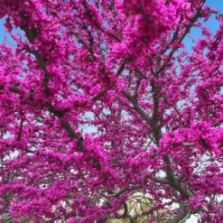 Fast Growing Trees Redbud Trees Oklahoma Redbud 11 Fast Growing Trees Redbud Trees Oklahoma Redbud