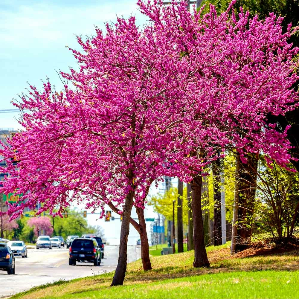 Fast Growing Trees Redbud Trees Oklahoma Redbud 4 Fast Growing Trees Redbud Trees Oklahoma Redbud