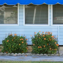 Fast Growing Trees Orange Marmalade Crossandra Shrub See All Shrubs & Hedges 8 Fast Growing Trees Orange Marmalade Crossandra Shrub See All Shrubs & Hedges