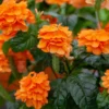Fast Growing Trees Orange Marmalade Crossandra Shrub See All Shrubs & Hedges