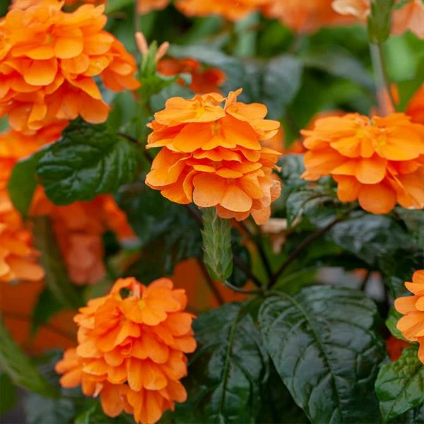 Fast Growing Trees Orange Marmalade Crossandra Shrub See All Shrubs & Hedges 3 Fast Growing Trees Orange Marmalade Crossandra Shrub See All Shrubs & Hedges