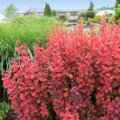 Fast Growing Trees Orange Rocket Barberry Shrub