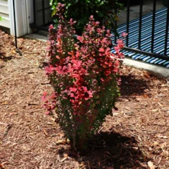 Fast Growing Trees Orange Rocket Barberry Shrub