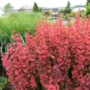 Fast Growing Trees Orange Rocket Barberry Shrub