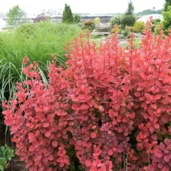 Fast Growing Trees Orange Rocket Barberry Shrub