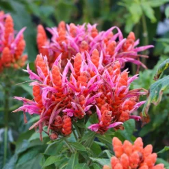 Fast Growing Trees See All Flowering Trees Orange Shrimp Plant