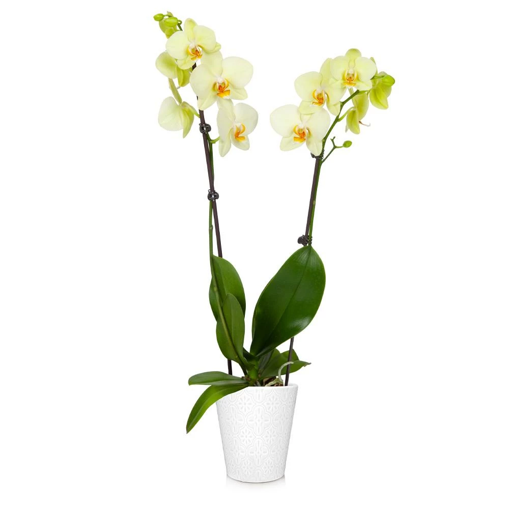 Fast Growing Trees Orchid Plant In White Pot 14 Fast Growing Trees Orchid Plant In White Pot