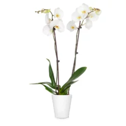 Fast Growing Trees Orchid Plant In White Pot 20 Fast Growing Trees Orchid Plant In White Pot