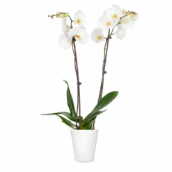 Fast Growing Trees Orchid Plant In White Pot 31 Fast Growing Trees Orchid Plant In White Pot