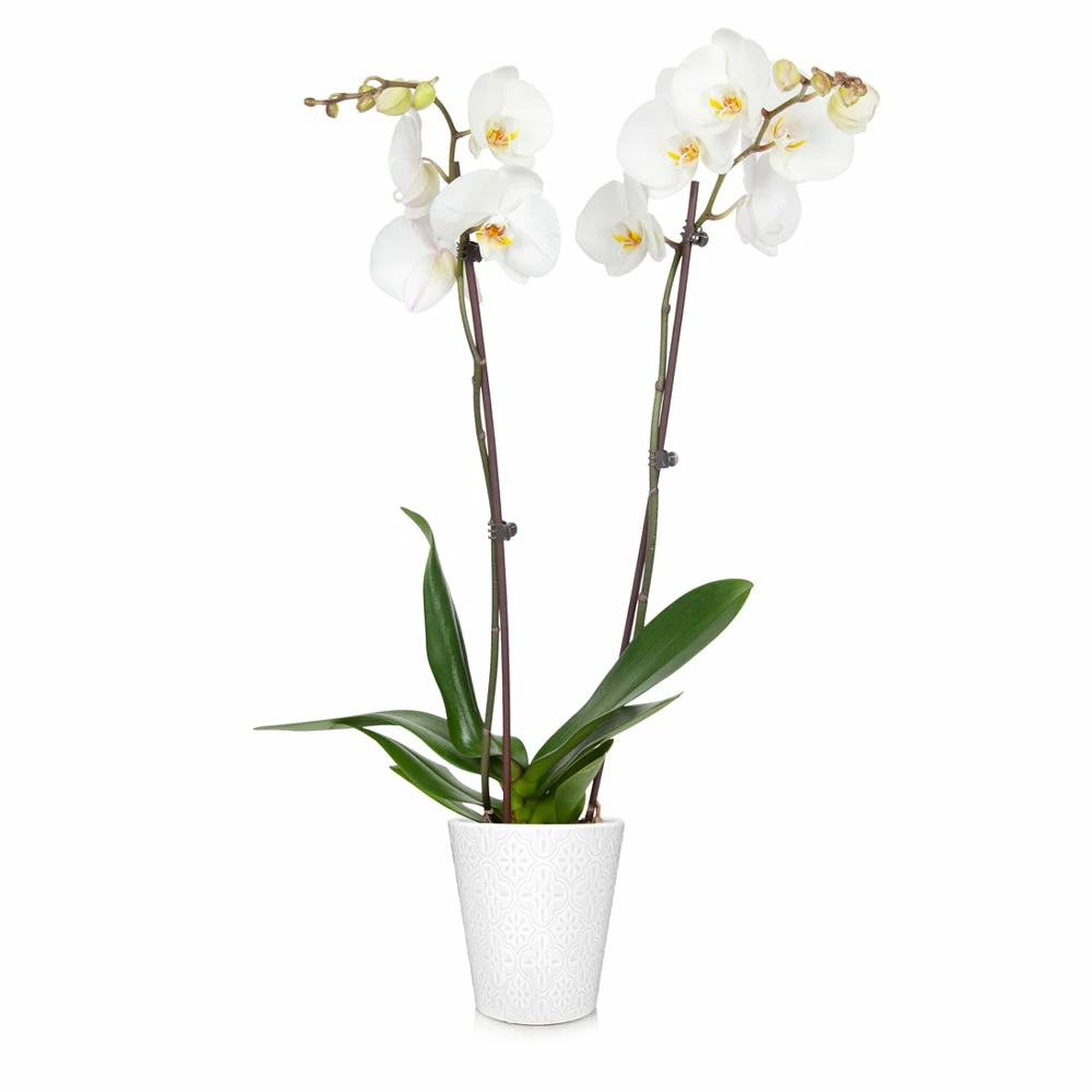 Fast Growing Trees Orchid Plant In White Pot 17 Fast Growing Trees Orchid Plant In White Pot