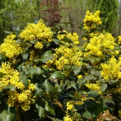 Fast Growing Trees Oregon Grape Holly Shrub See All Shrubs & Hedges