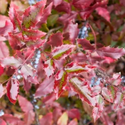 Fast Growing Trees Oregon Grape Holly Shrub See All Shrubs & Hedges