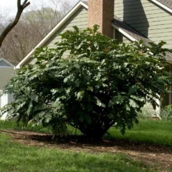 Fast Growing Trees Oregon Grape Holly Shrub See All Shrubs & Hedges